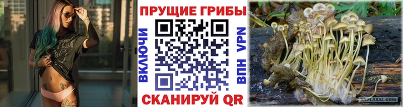 Галлюциногенные грибы MAGIC MUSHROOMS  Купить где  Хадыженск 